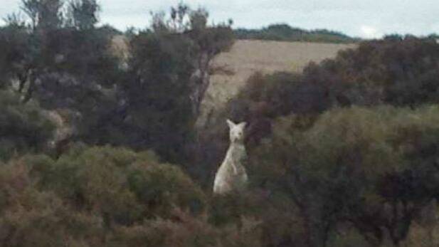 This rare white kangaroo was spotted in country WA. Photo: Jeanette de Landgrafft
