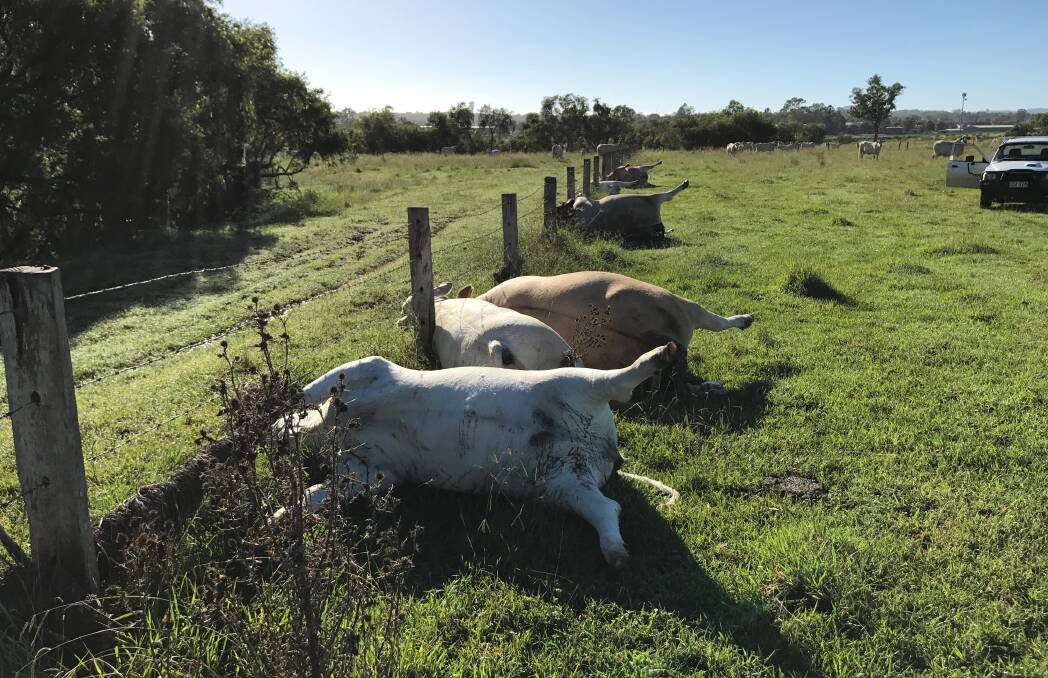 ELECTROCUTION: Mr Shirley said it looked as if all six cattle were felled after lightning hit the fence. Photo: Supplied