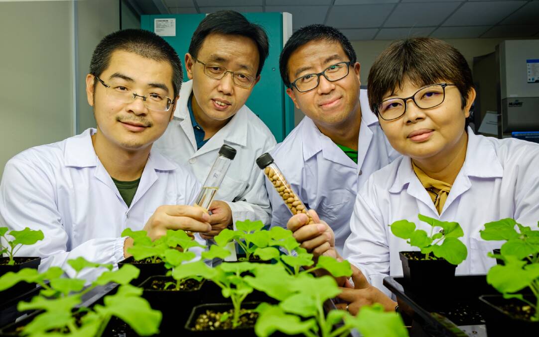 Research Fellow Dr Zhu Qiao holding a vial of vegetable oil, Assoc Prof Yonggui Gao, Asst Prof Wei Ma and Dr Que Kong holding a test tube with soybeans, with the Nicotiana benthamiana plants used for experiments in the foreground. Photo: Supplied
