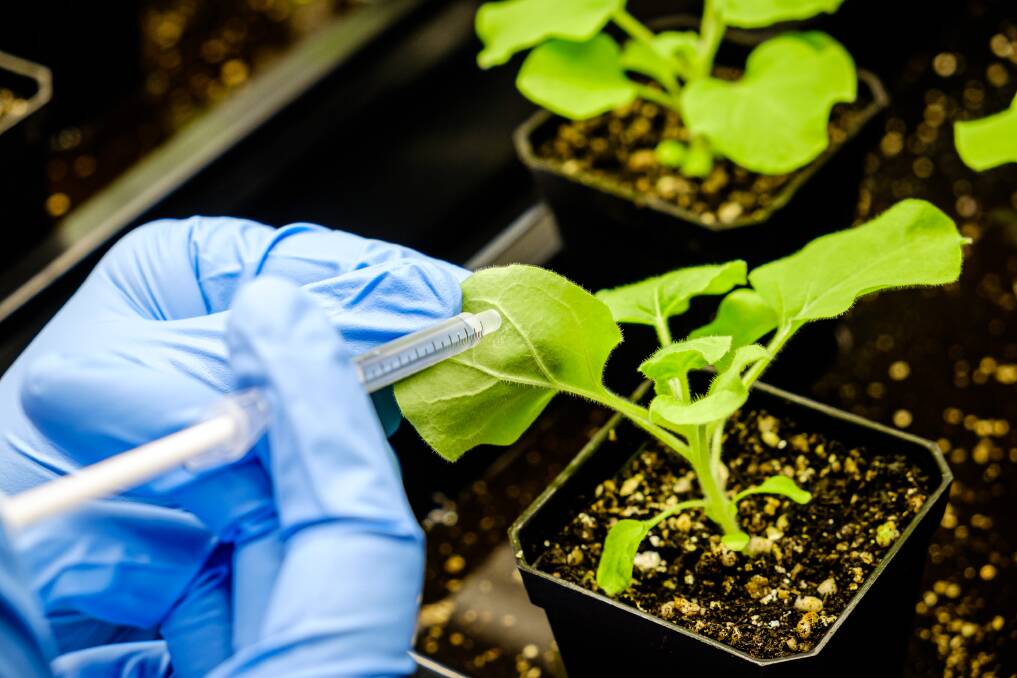 Close up of how NTU researcher Dr Zhu Qiao injects the modified WRI1 protein into the Nicotiana benthamiana plant leaf. Photo: Supplied