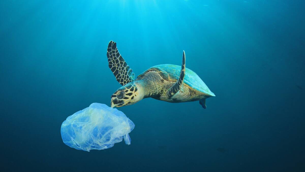 A CSIRO study found it takes as few as 14 pieces of plastic to kill a sea turtle. Photo: Shutterstock