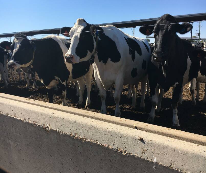 The operation: The Litchfields milk 800 Holstein cows each year out of a total milking herd of 950 head with their flat milk supply sold into the year-round milk markets.