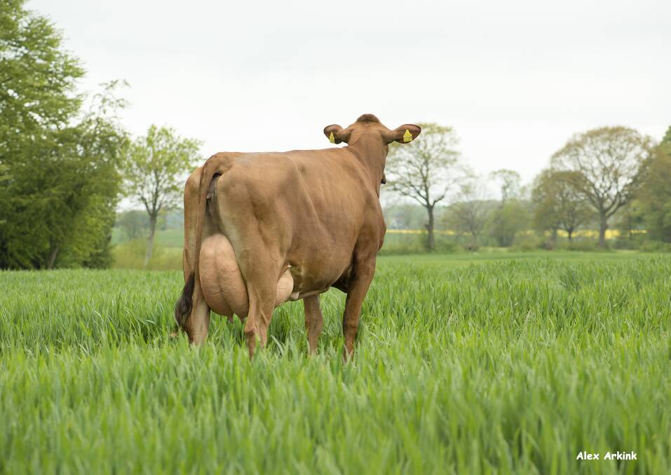 Breeding for improved fertility for over 40 years