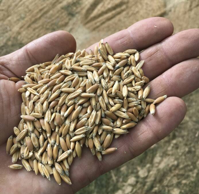 SORTED: A handful of oats after the sorting process.