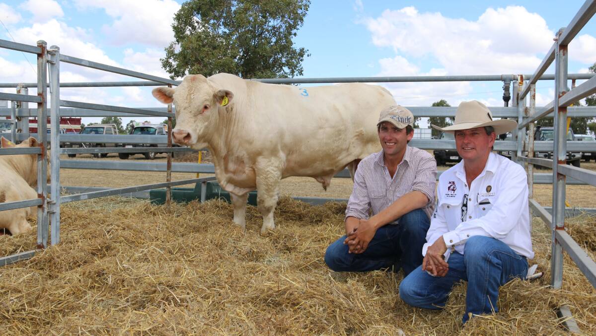 The $12,000 Charolais bull purchased by the Noble family pictured with Ryan Holzwart and Warren Holzwart.