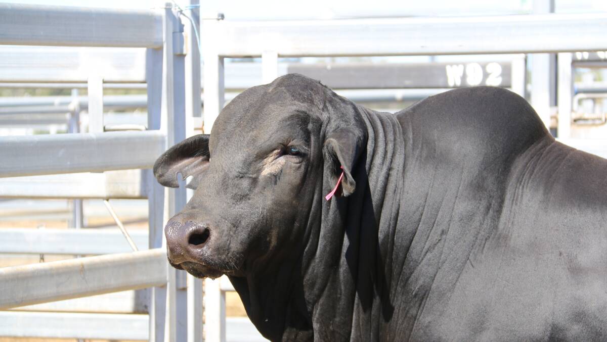 He certainly had the X-Factor topping the Central Brangus Classic with John Collins', Yaraandoo X-Factor reaching $20,000 and selling to Richard & Diane Pender, Boonderoo Brangus, Tansey.
