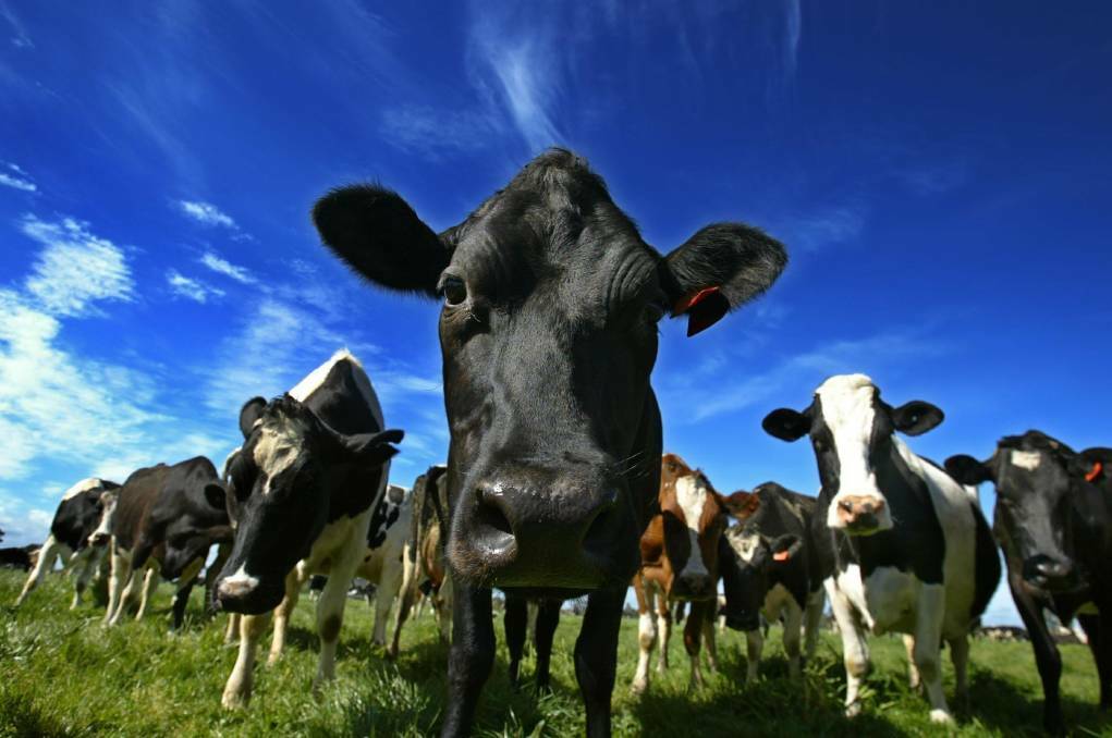 Milk production at the end of January was up 4.9 per cent, with the record set to be broken if good autumn conditions prevail. Picture: The Advocate