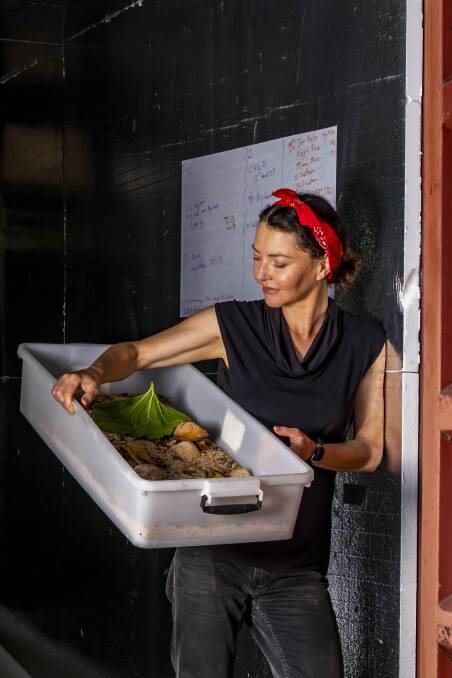 Rebel Food Tasmania founder Louise Morris tending to her cricket and mealworm herds that are bred for human consumption. Picture: Phil Biggs