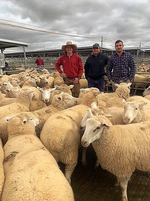 NOT A BAAAD PRICE: Forbes Livestock Agency Company's Randal Gregson with Chris and Isaac Petropoulos, who claimed the national record lamb price in July this year with these White Suffolk cross heavy lambs. 