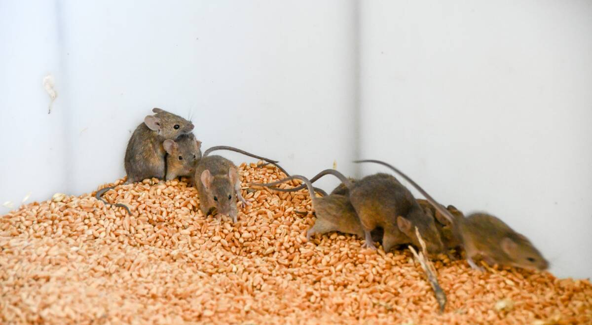 MICE DAMAGE: Plagues of mice have not only been damaging stored grain and hay and crops in paddocks but also farm machinery and infrastructure according to a NSW Farmers Association survey. 