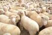Lamb yardings tumble as panic sell-off stops