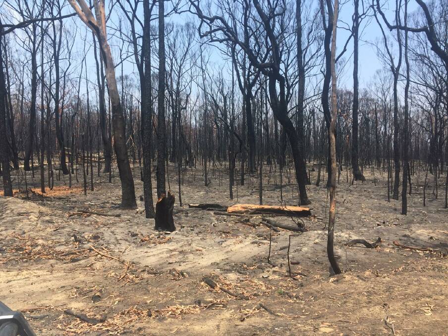 FOREST DEVASTATION: A bushfire almost obliterated this eucalypt forest on the Putty Road near Colo Heights north west of Sydney in late November. 
