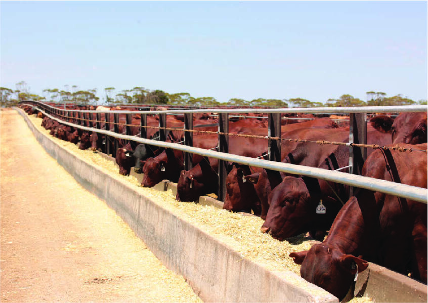 COUNTING COSTS OF BRD: Sydney University researchers have quantified the cost of BRD in cattle feedlots for the first time. 