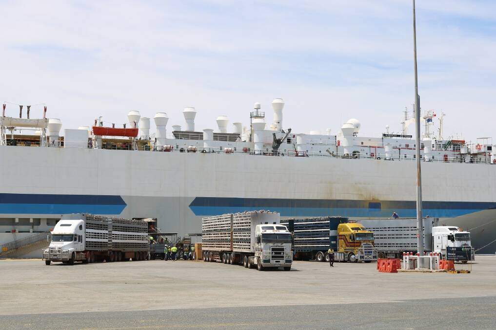 BOUND FOR KUWAIT: The Al Messilah is taking the first shipment of live sheep from Western Australia to the Middle East since the trade was temporarily banned last June to avoid losses from heat stress. 