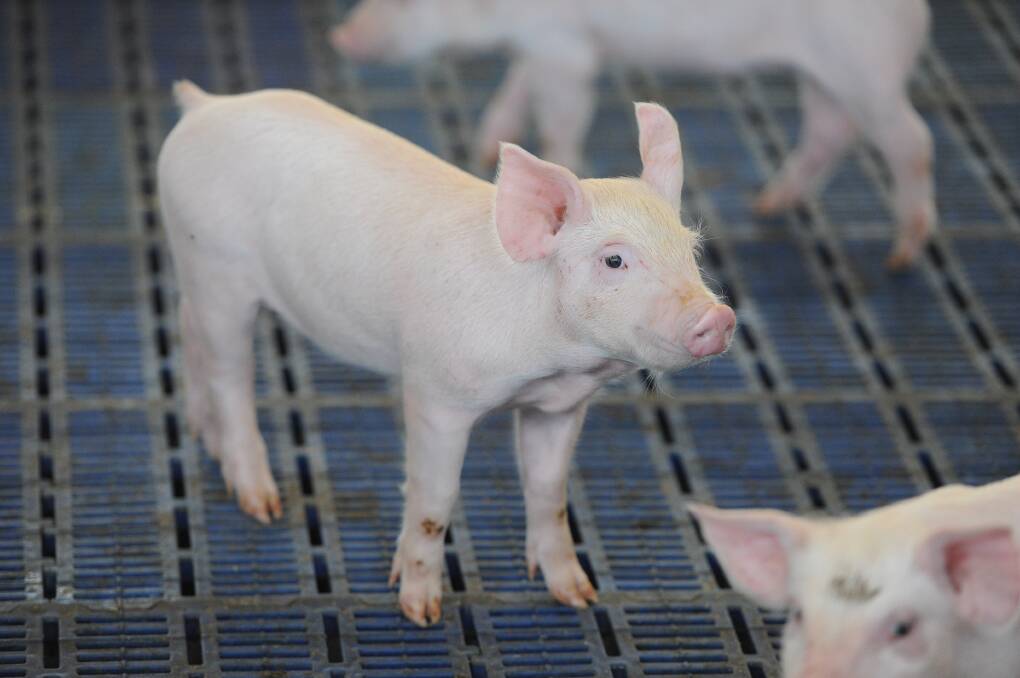 PIGS ARE FLYING: Australian biosecurity resources are being stretched intercepting foreign pork on our borders. 