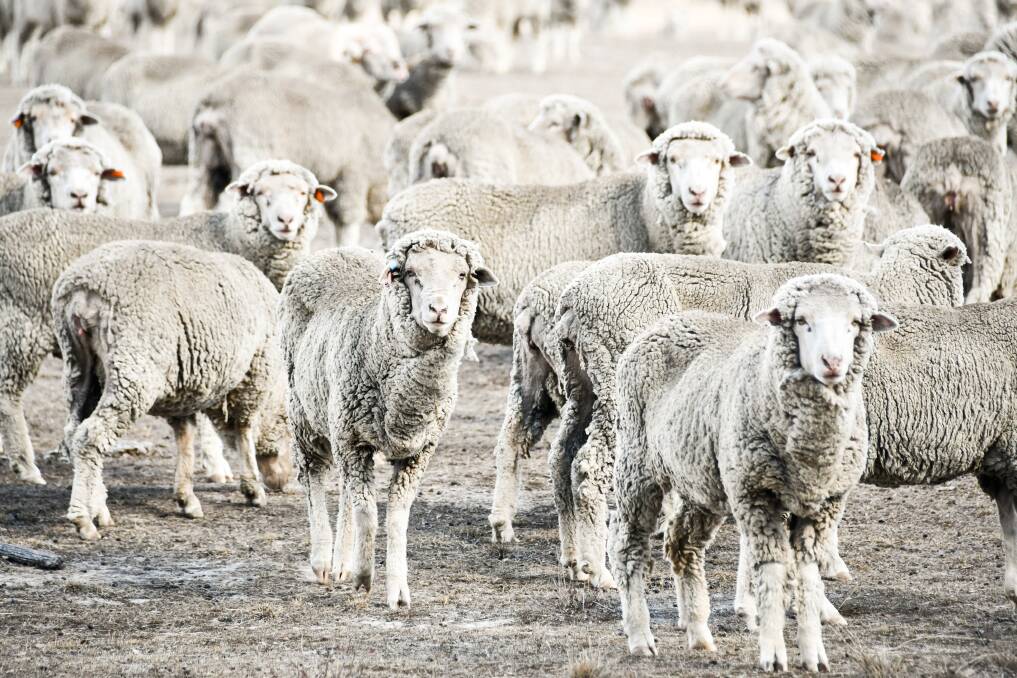 DON'T BE SHEEP: WAFarmers has urged all Australian Wool Innovation shareholders to cast their own votes to fill three vacancies on the AWI board on November 22. Photo: Lucy Kinbacher