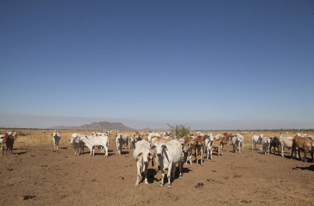 Dry conditions in the Top End is driving a heavy turn-off of cattle into the live trade out of the port of Darwin. More than 100,000 head have been shipped out since the start of December.     