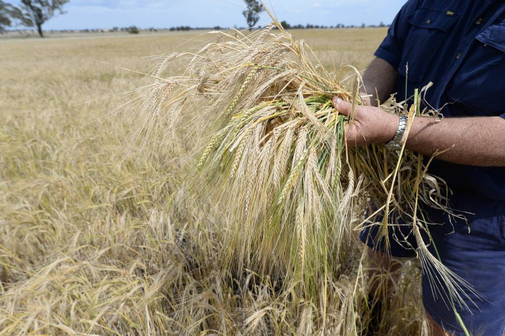 WHOPPER CROP: Farmers are rushing to finish a winter grain harvest which is likely to reach 51.5 million tonnes.