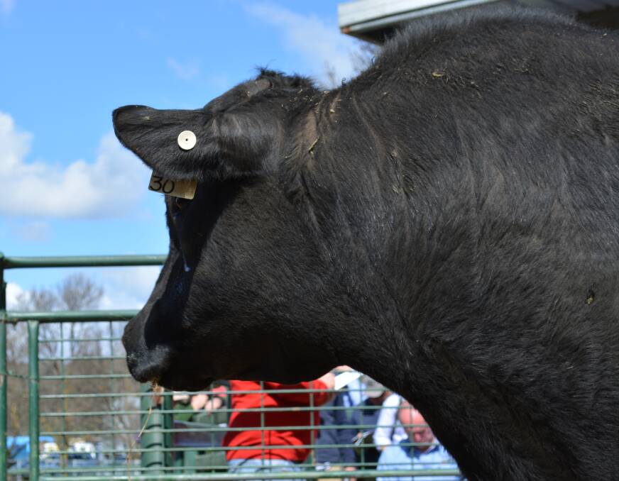 NO BULL: It's a good time to upgrade beef genetics at affordable prices. 