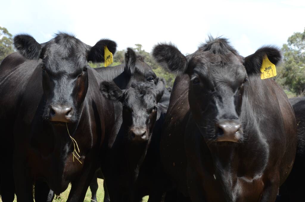 ACCELERATE PRODUCTIVITY: The MLA's new genetics hub is aimed at helping more commercial cattle and sheep producers make best use out of tools such as breeding values. 