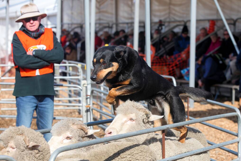 ACTION FROM 2019: A Kelpie gets stuck into a sheep dog competition at the 2019 Sheepvention Rural Expo. Last year's event was cancelled because of coronavirus. 