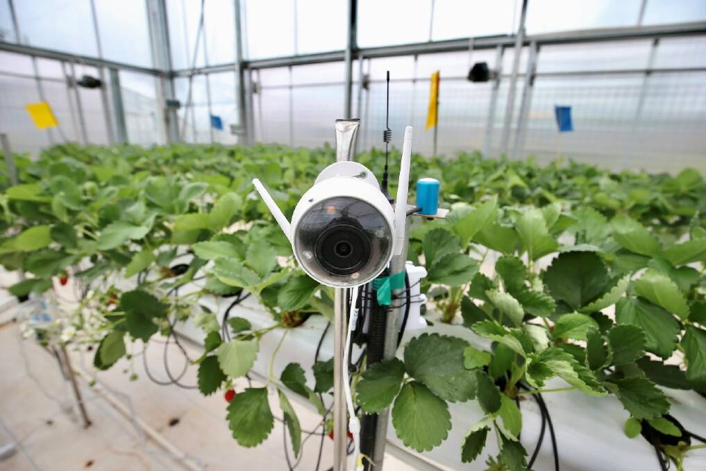 EYE ON THE FUTURE: One of the sensors deployed in the greenhouse to monitor plant grant in China's recent strawberry growing contests which pitted artificial intelligence against skilled traditional farmers. 