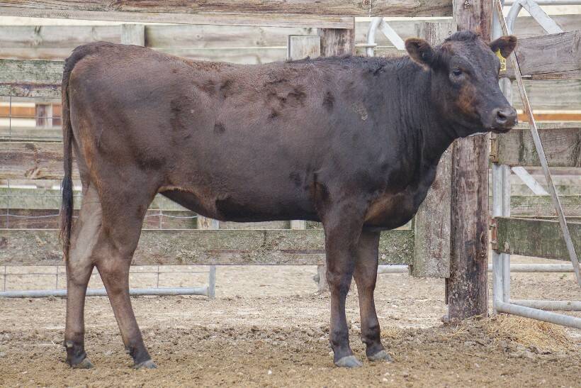RECORD BREAKER: The Wagyu heifer, Mayura N1229, offered by Mayura Station, Millicent, SA, has been sold for a record $280,000 to an American buyer. 