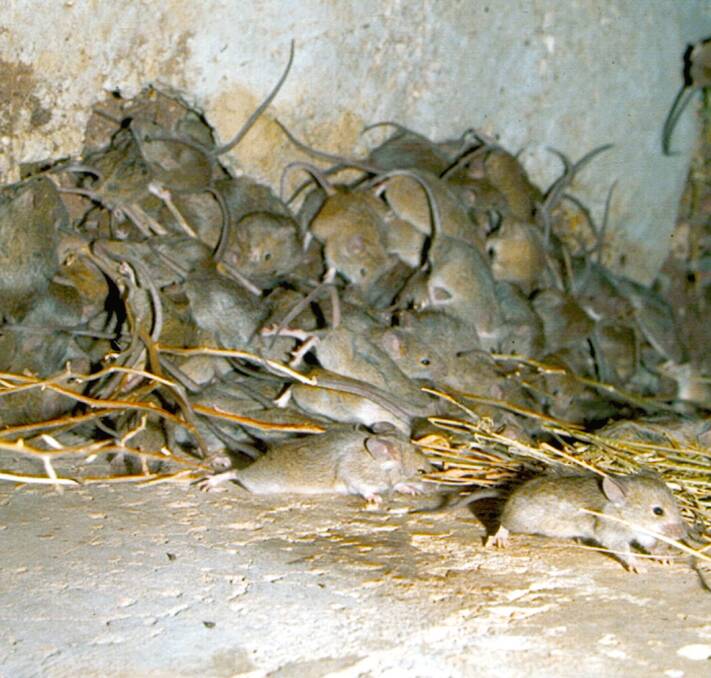 EXPENSIVE PESTS: The NSW Government has kicked another $100 million to fight the mice plague in regional and rural NSW. 