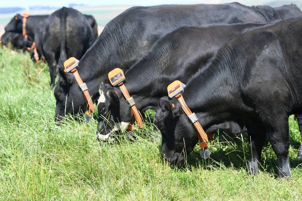 NO FENCES, NO WORRIES: The eShepherd technology allows the management of cattle and feed resources using virtual fences. 