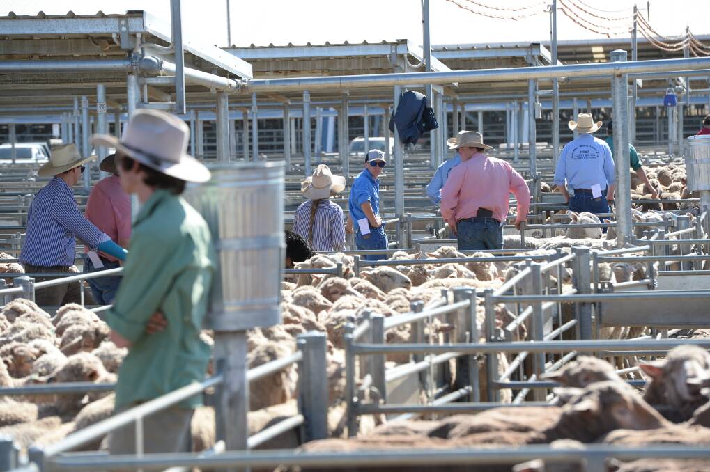 FORBES RECORD: Forbes saleyards currently holds the national record for lamb prices at $355 a head. 