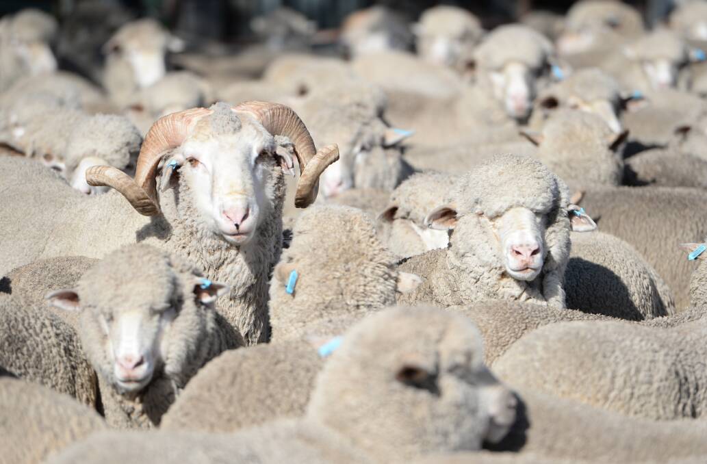 IT TAKES TIME: The use of genetic selection tools to breed blowfly-resistant sheep is a process that takes years. 
