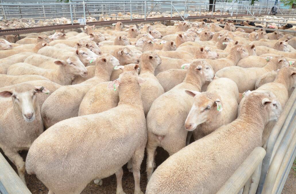 IN KEEN DEMAND: The Australian lamb market is still roaring despite increasing fears about the impact of coronavirus on the global economy. 