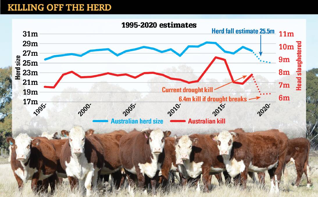Beef producers and processors alike are hoping for autumn rains to quell a worrying sell-off of breeding female cattle. The beef industry is killing its future says Victorian beef consultant, Simon Quilty, who supplied this graph.        