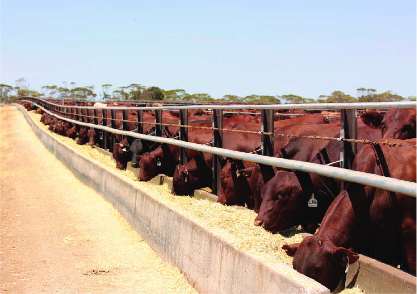 FEEDING FRENZY: Numbers of cattle on feed have hit record levels at the end of the March quarter as the impact of droughts and floods continues to bite hard. 