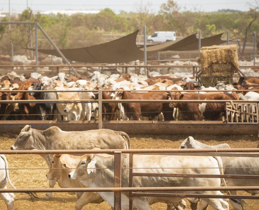UNITED FORCE: The Australian Livestock Exporters Council and LiveCorp will explore an amalgamation. 