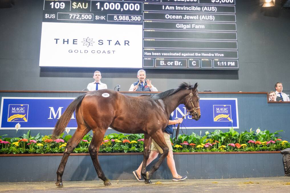 MILLION DOLLAR BABY: This colt by I Am Invincible out of Ocean Jewel fetched $1 million at the recent Magic Millions sale on the Queensland Gold Coast. 