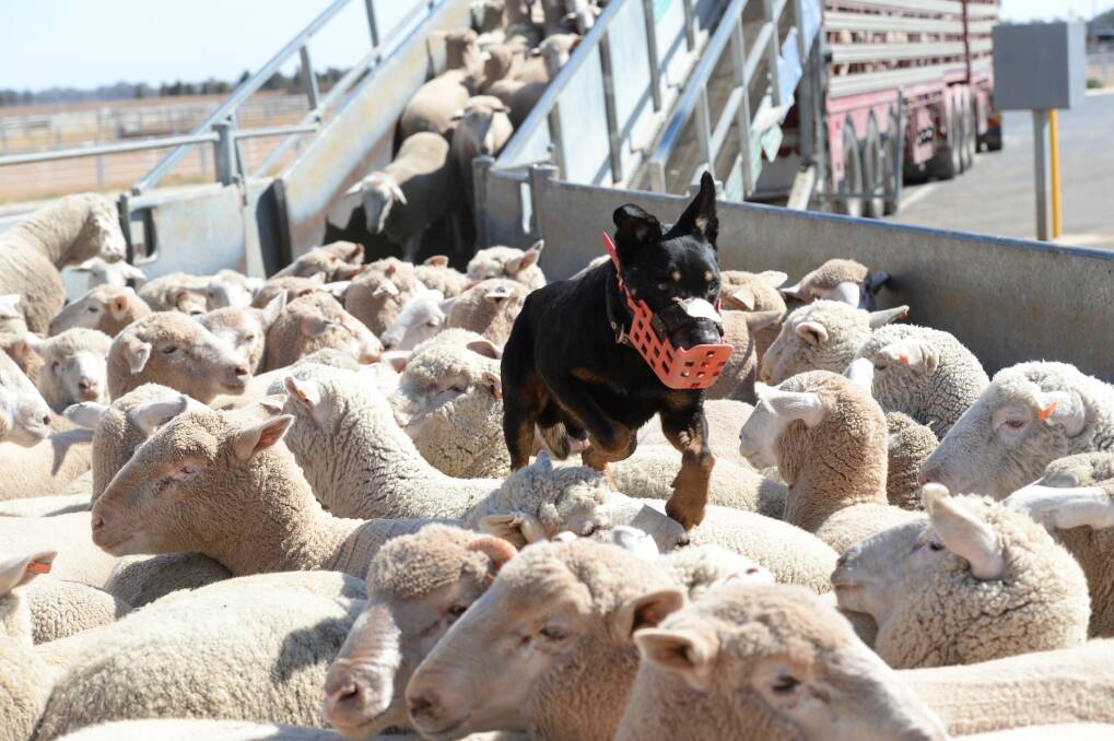 UP, UP and AWAY: Widespread rain has cut yardings at major saleyards this week and pushed up sheep and lamb prices but follow up falls are needed to keep breaking the drought.