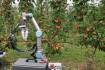 Robotic apple picker may solve harvest labour shortages