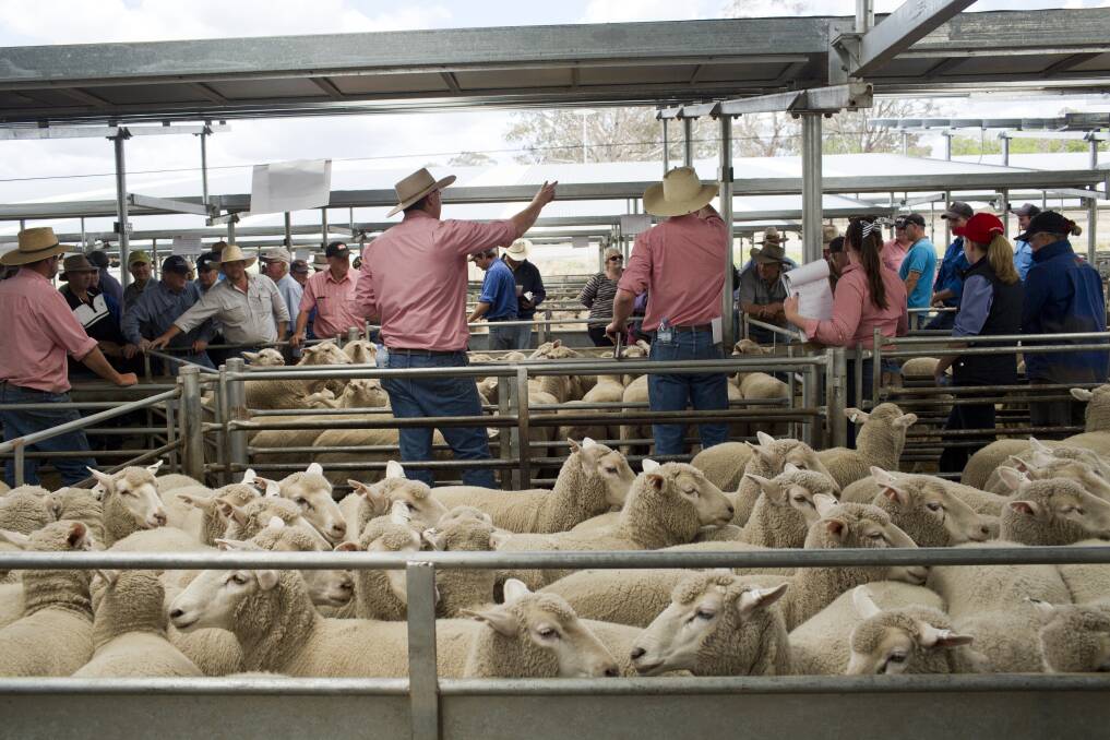 SUMMER SELL-OFF: Big early-summer yardings of sheep and lambs is putting downward pressure on prices as drought-weary producers look to offload more stock. 
