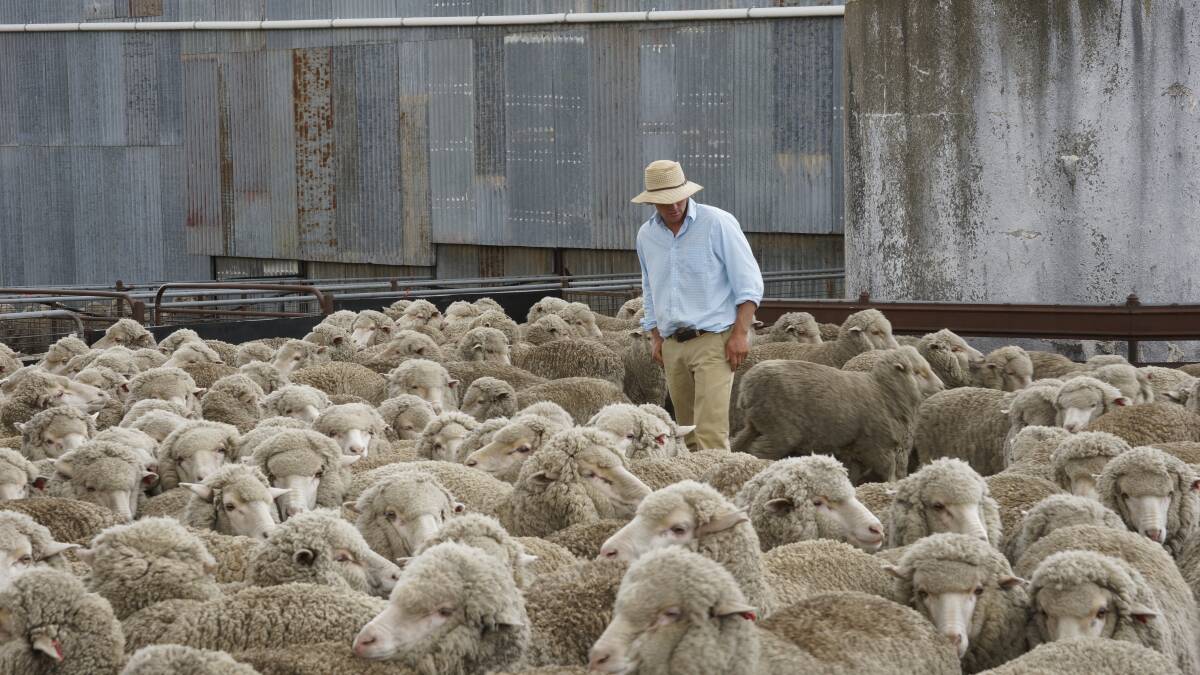 Are current sheep prices the new normal?