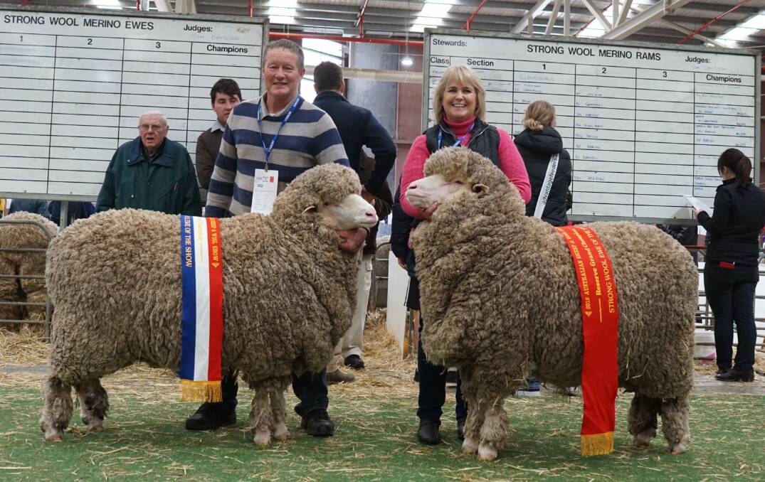 Grand and reserve grand champion strong wool ewes at the Australian sheep and Wool Show, 2018, held by Norm and Kerri Weir. 
