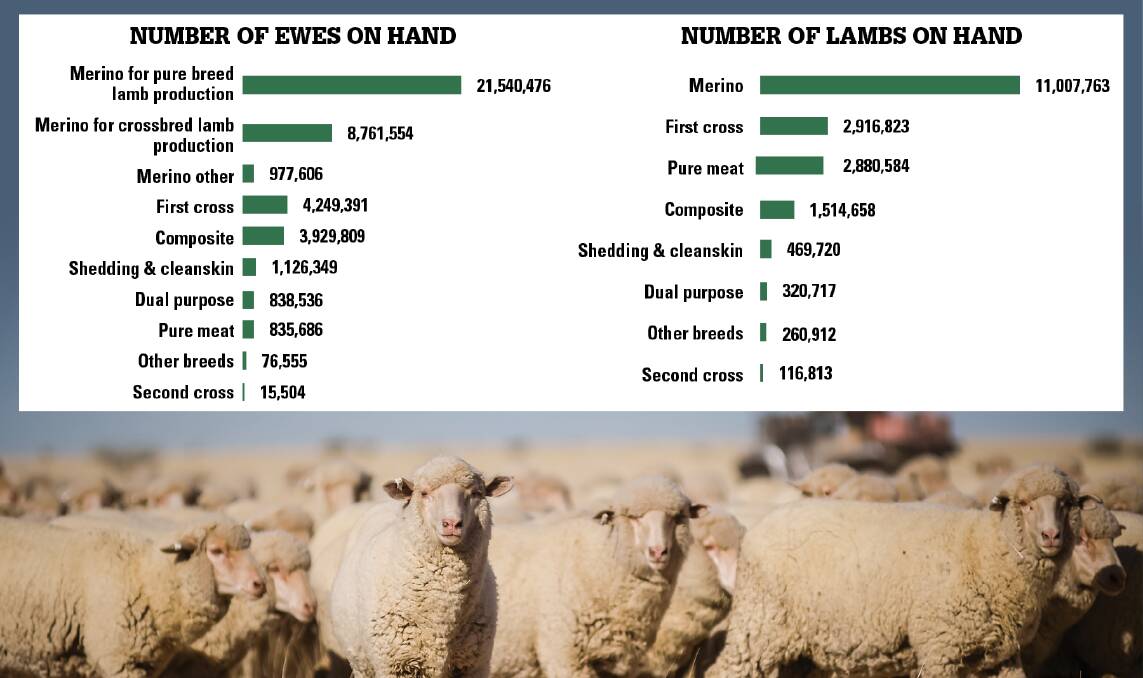 MOVING ON UP: Australian sheep flock is predicted to grow as breeding ewe numbers jump by 3pc year-on-year to 1.1 million head.