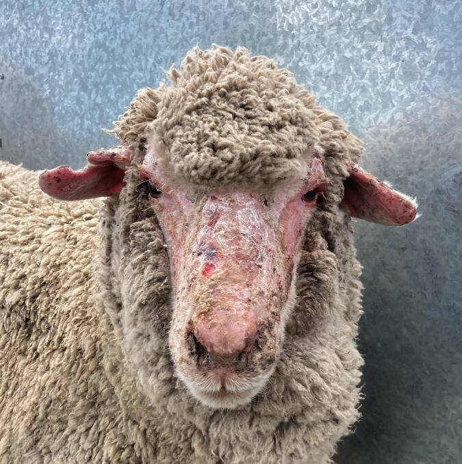 A photosensitisation affected sheep. Photo supplied by Jo Powells.