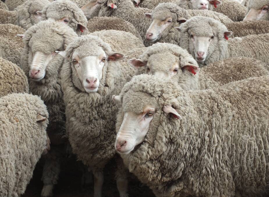 TIPPED TO RISE: Australian shorn wool production is forecast to increase by 9.4pc to 320,000 tonnes by the end of 2022 on the back of wet conditions and a growing sheep flock as the national rebuild continues. 