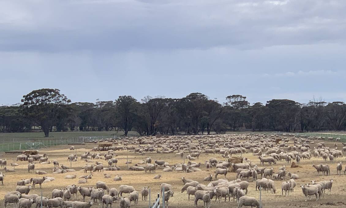 About 2000 ewes are kept in 50m by 50m feeding pens. 