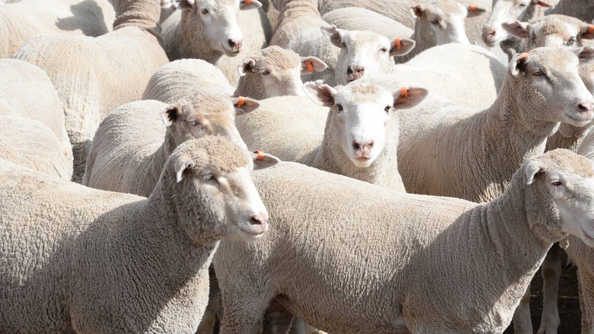 AuctionsPlus sheep and lamb numbers drop after three week surge