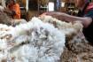 China suspends wool trade with South Africa