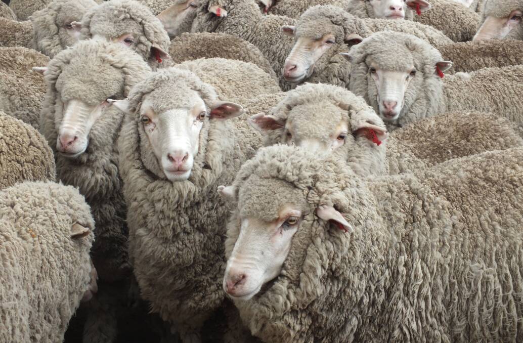 It's Ewe Time forums will be held across NSW and Queensland during July and August. 