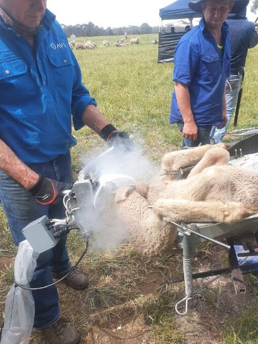Sheep freeze branding is not currently defined as a 'non-mulesed' process on the NWD. Industry heads say it could further damage the reputation of the Australian wool clip. 