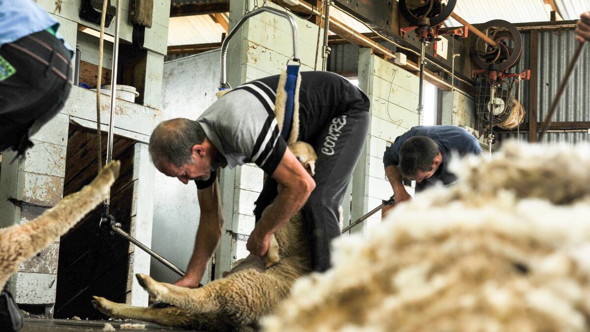 WoolProducers Australia has clarified that there has been no official increase in the award for shearers and shed hands. Photo by Lucy Kinbacher. 